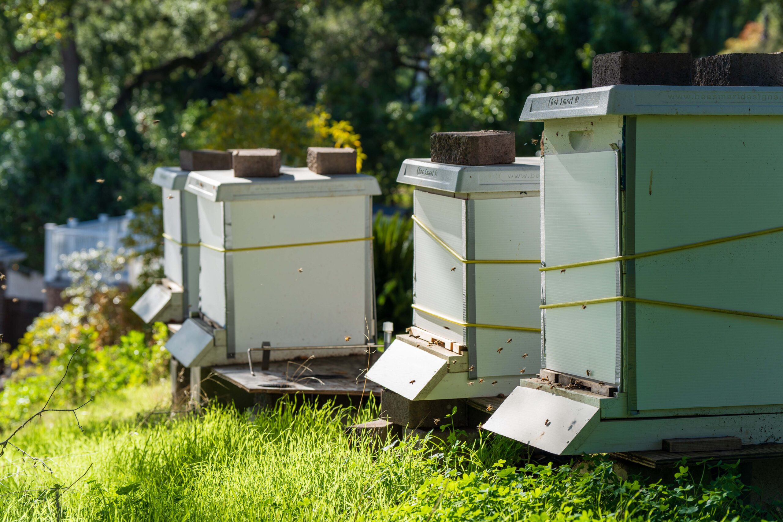 Hives in Winter